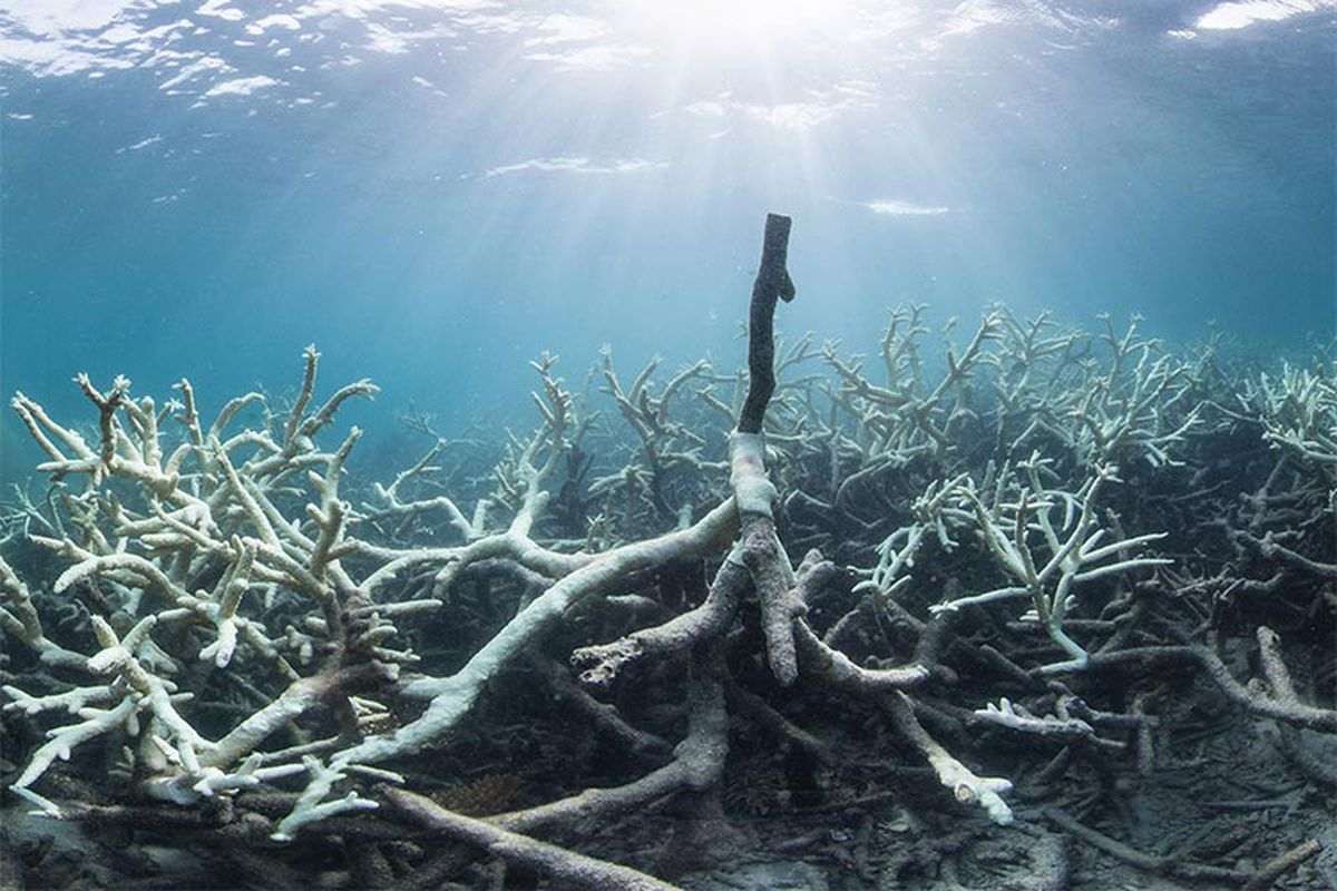 dead corals