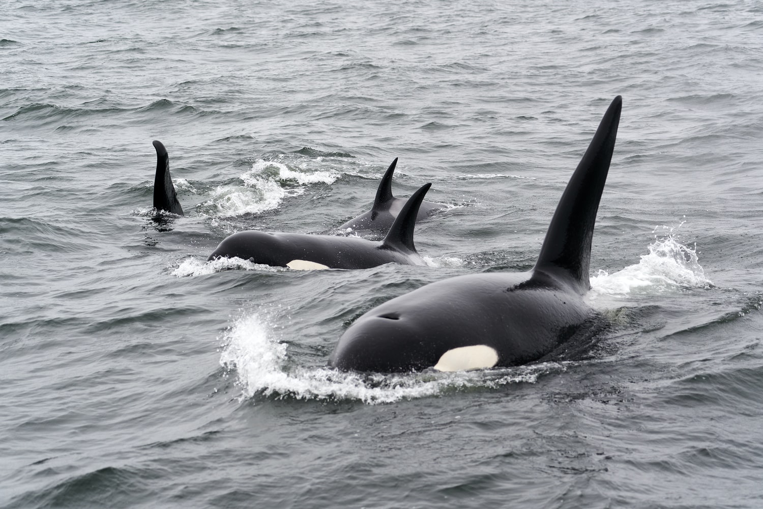 killer whales
