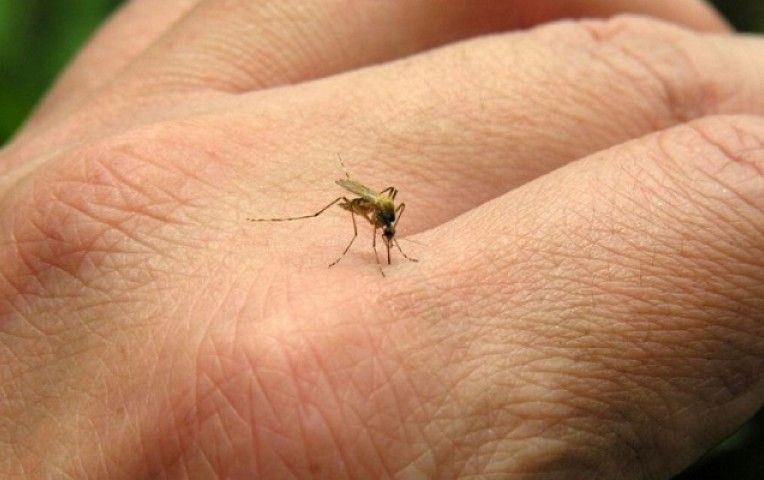 Will the Zika Virus Hurt Tourism in the Caribbean? Not Yet, But…